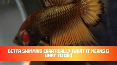 Betta Swimming Erratically