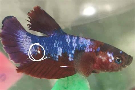 Betta Swollen Belly