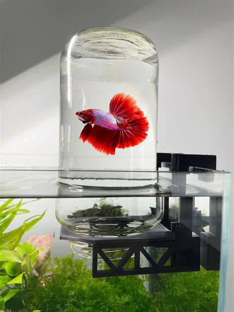 Betta Tank Accessories