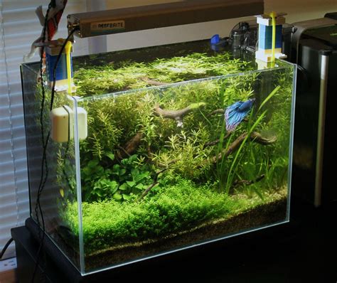Betta Tank Aquascape