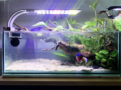 Betta Tank Mates 5 Gallon