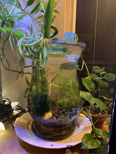 Betta Tank With Live Plants