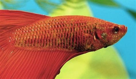 Betta Velvet Disease