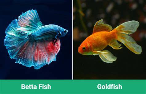 Betta Vs Goldfish