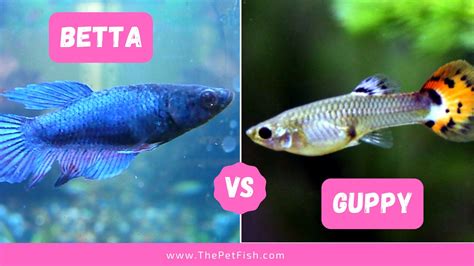 Betta Vs Guppy