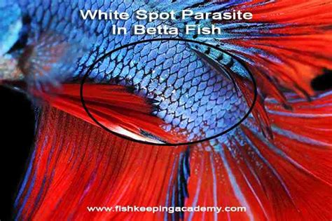 Betta White Spots