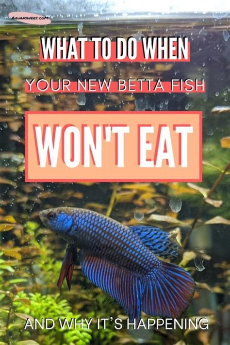 Betta Wont Eat