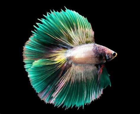 Betta Fish Prices By Color