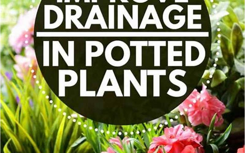 Better Drainage For Plants