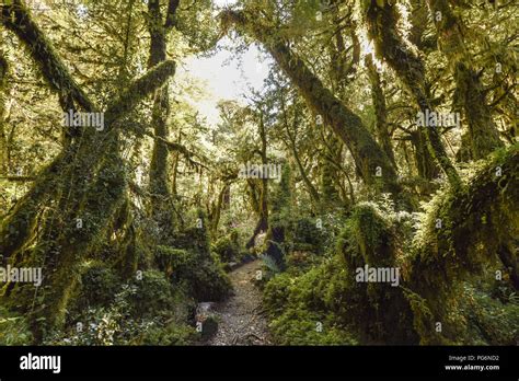 Bewitched Forest