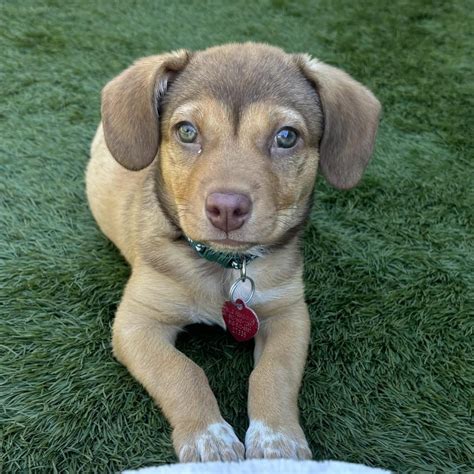 Beyond Adoption: How You Can Help Virginia Dogs