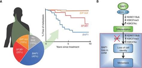 Beyond BAP1 Other Potential Genetic Factors