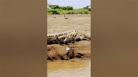 Beyond Crocodiles