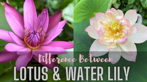 Beyond Flower Type Other Key Differences