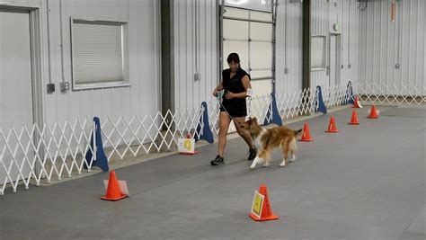 Beyond Obedience Getting Involved in Dog Sports