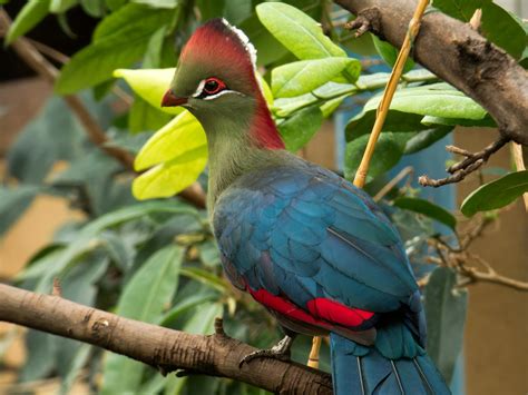 Beyond the Big Roars Lesser-Known Creatures