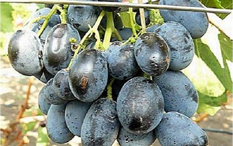 Bibit Anggur Import