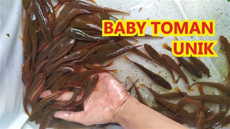 Bibit Ikan Toman yang Baik di Indonesia