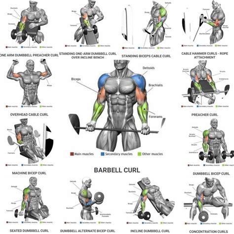 Bicep Work