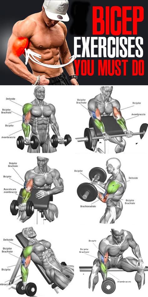 Bicep Workout Routine Bodybuilding