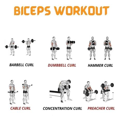 Bicep Workout Routine Dumbbells