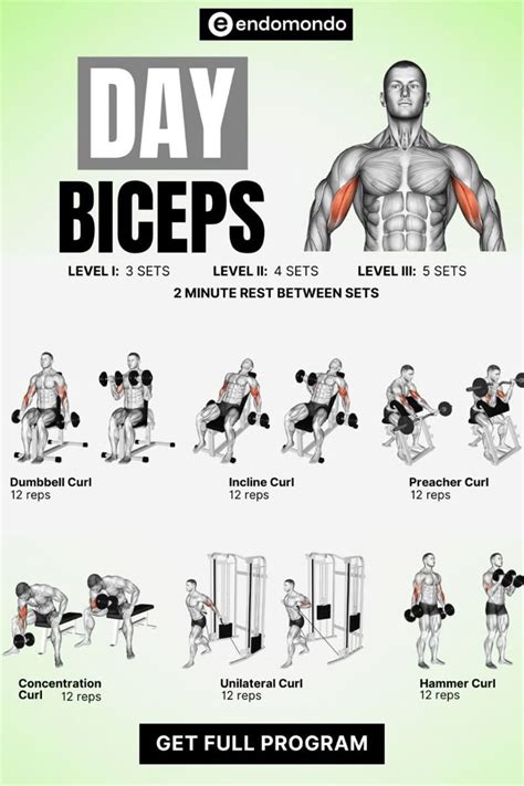 Bicep Workout Routine For Size