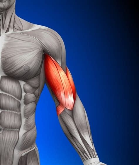 Biceps & Triceps: Sculpt Stronger Arms Now!