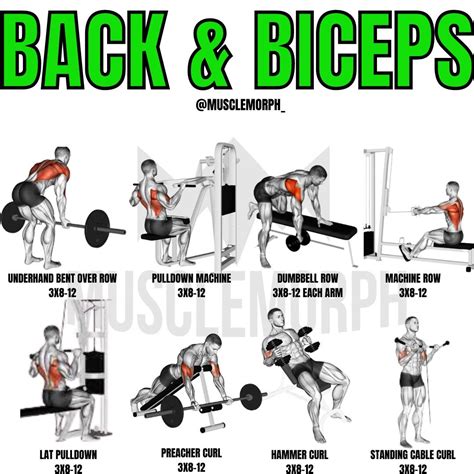 Biceps And Back Workout