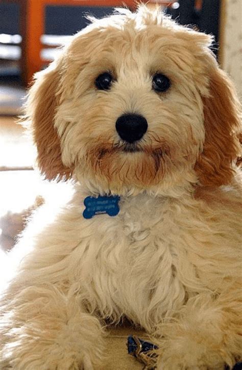 Bichon Frise And Golden Retriever Mix: The Perfect Combination