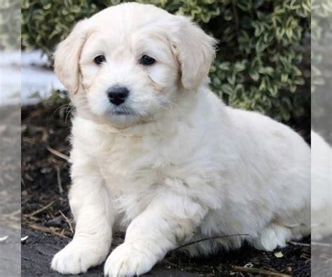 View Ad Bichon FriseGolden Retriever Mix Puppy for Sale near Maryland