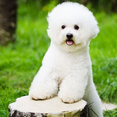 Bichon Frises are quite well known for being hypoallergenic, and they