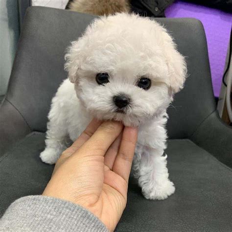 Bichon Frise Puppy Price In Philippines: A Guide For Dog Lovers