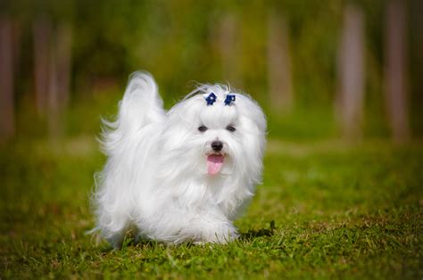 Bichon Maltese Long Hair: The Adorable And Fluffy Dog Breed