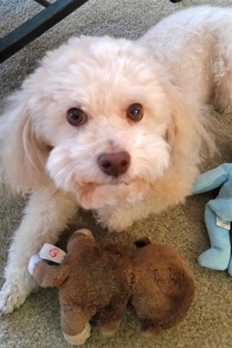 Bichon Poodle Rescue Colorado: Saving Lives, One Pup At A Time
