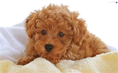 Bichon Puppy Brown: The Adorable Pup You Need In 2023
