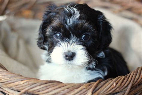 79+ Bichon Shih Tzu Dog For Sale l2sanpiero