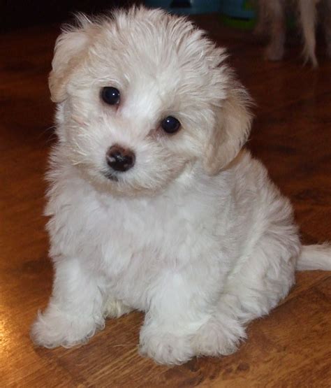 Bichon Cross Shih Tzu Puppies: The Adorable And Lovable Mix Breed