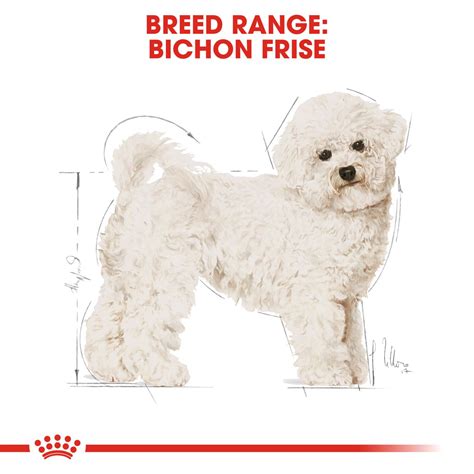 99+ Bichon Frise Adult Dog l2sanpiero