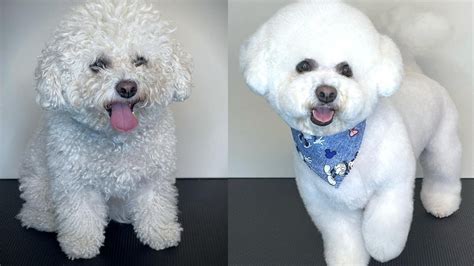 47+ How To Groom Bichon Frise Picture Bleumoonproductions