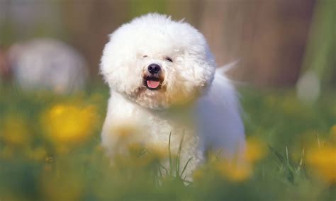 Bichon Frise Dog Breed Information & Characteristics Daily Paws