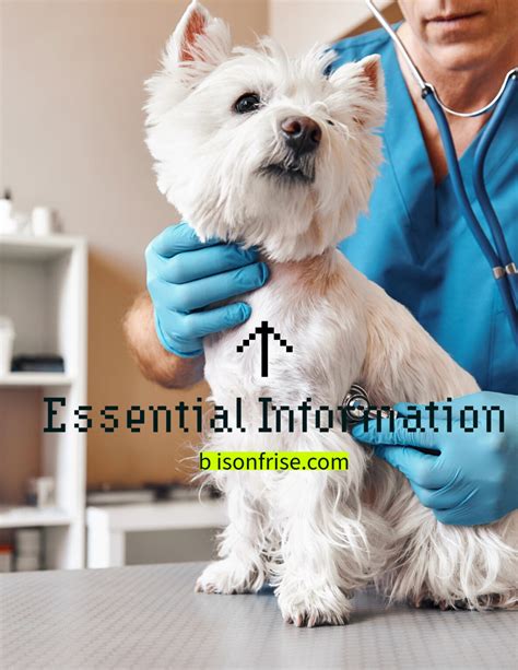 Bichon Frise Health Issues Here's What You Need To Know