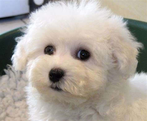 Bichon Frise Maltese Mix Puppies For Sale: Adorable Fluffballs
