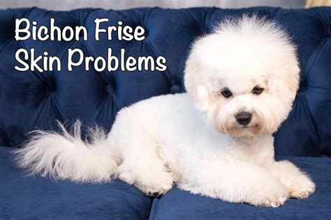 Unleashing the Truth: The Saga of Bichon Frise Skin Problems – Fascinating Pictures to Reveal the Hidden Struggle
