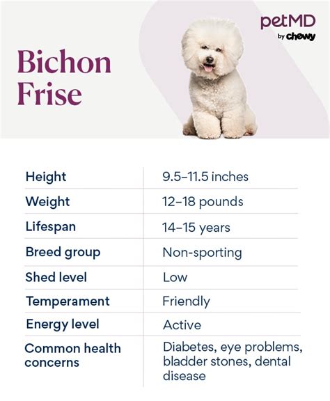 Bichon Frise Weight+Growth Chart 2022 How Heavy Will My Bichon Frise