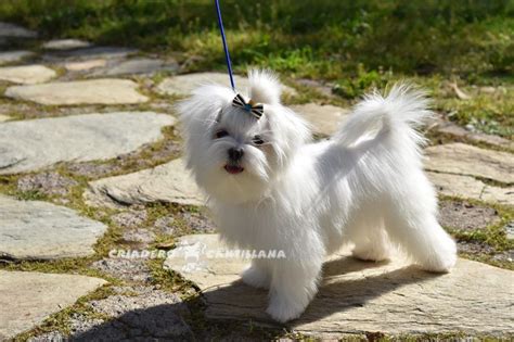 Pin on Bichon Maltes Adulto