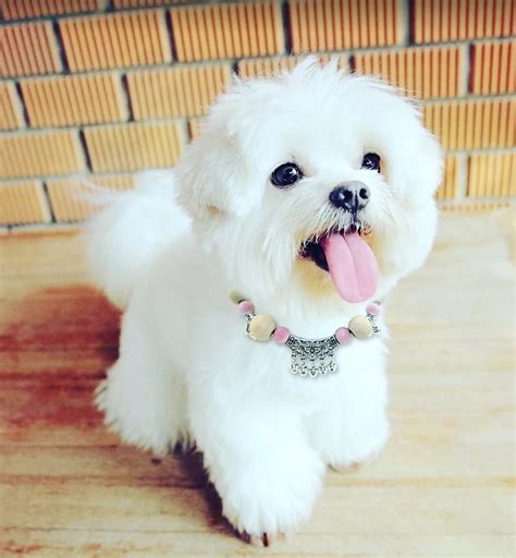 Bichon Maltese Puppy: A Fluff Of Joy And Love