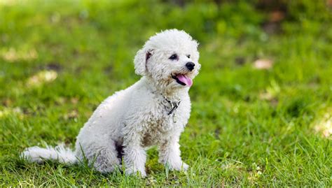 Bichon puppy need new home in Markham / York Region,Ontario