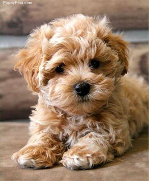 Bichon Puppy Brown: The Adorable Pup You Need In 2023