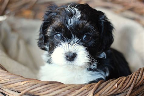 Bichon Shih Tzu Dog For Sale: A Perfect Addition To Your Family