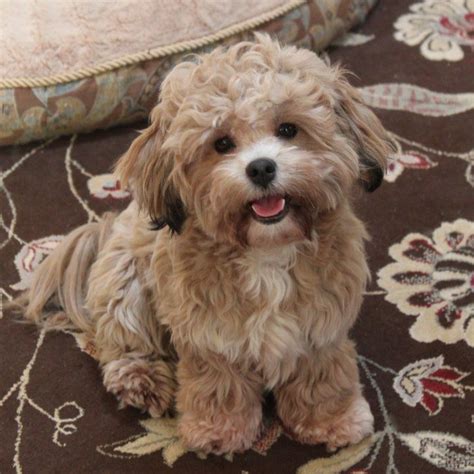Bichon Shih Tzu Poodle Puppies: The Perfect Combination